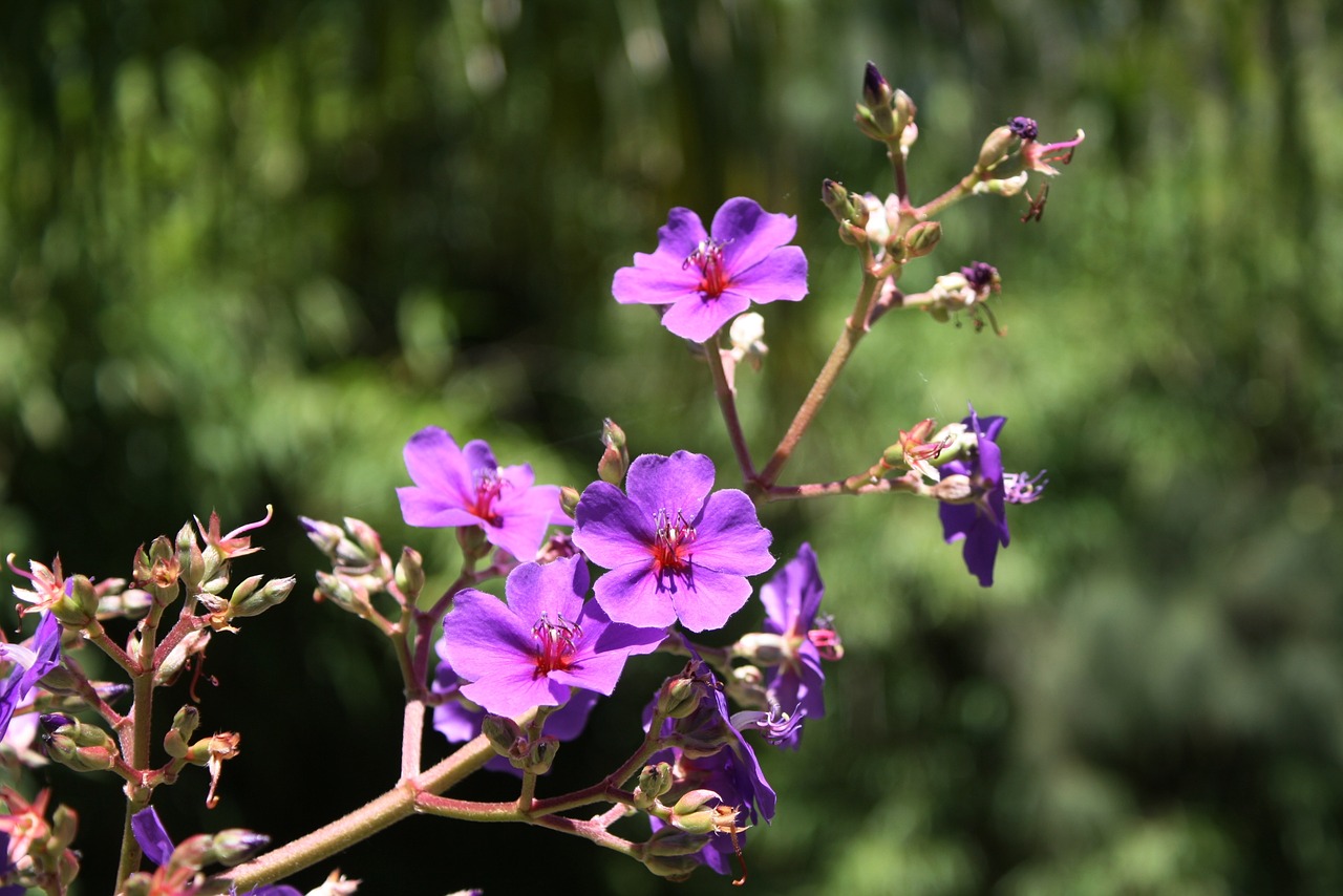 flower plant nature free photo