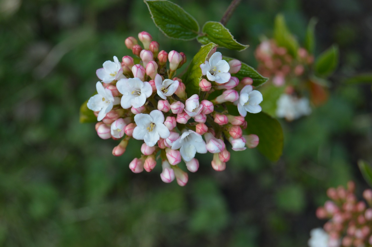 flower nature plant free photo