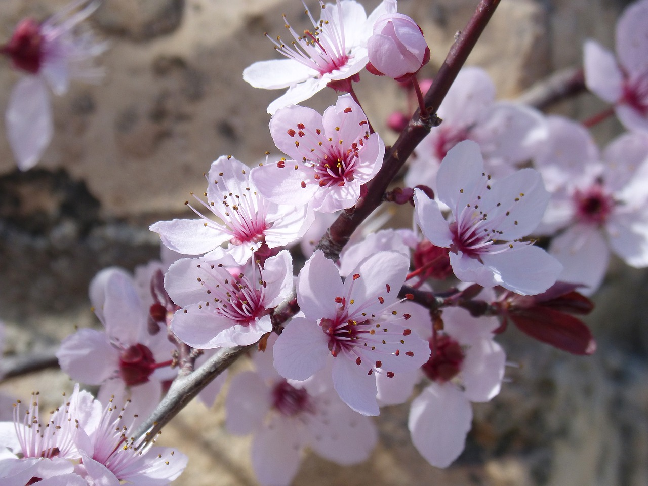 flower cherry branch free photo