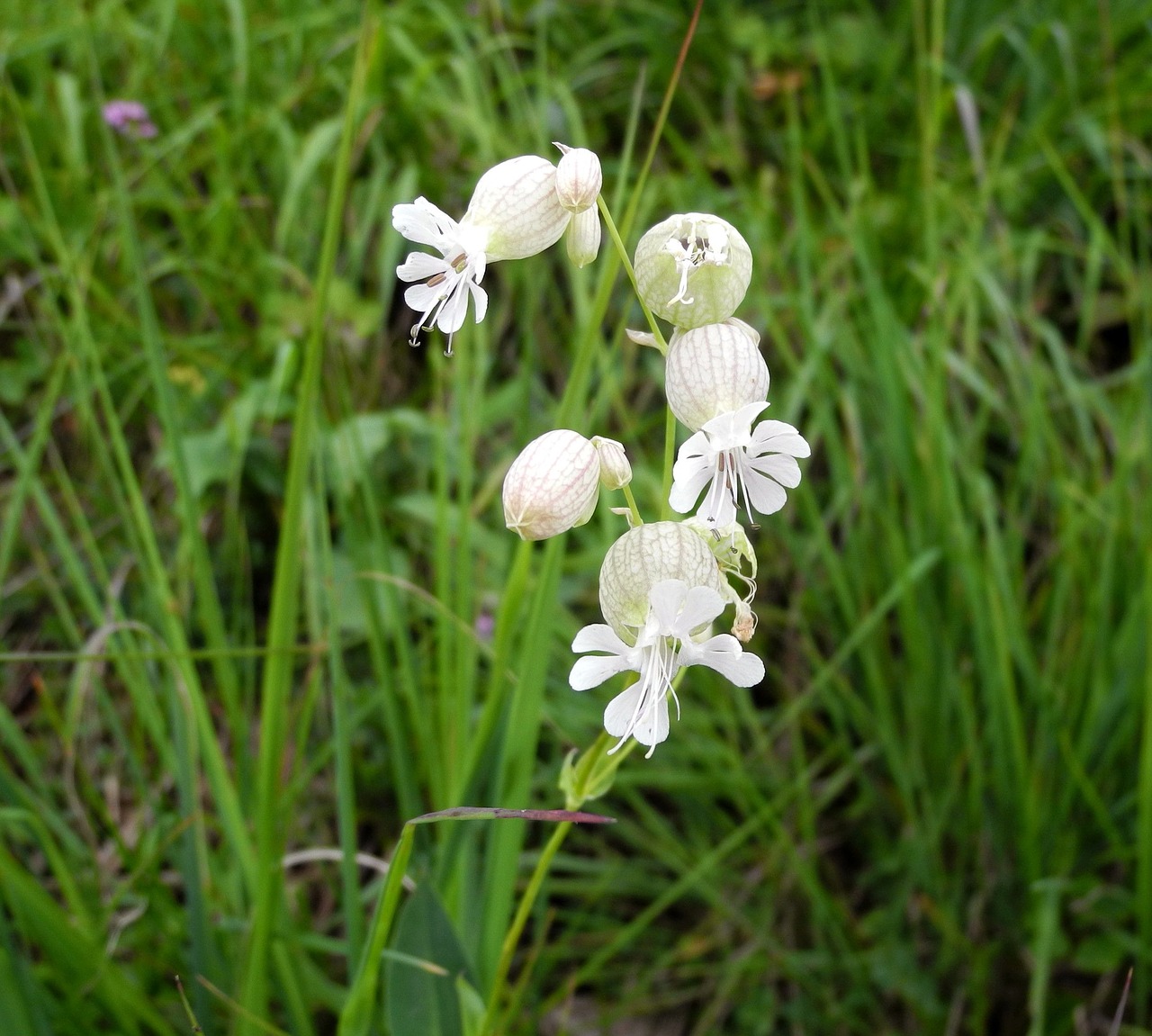 flower plant nature free photo