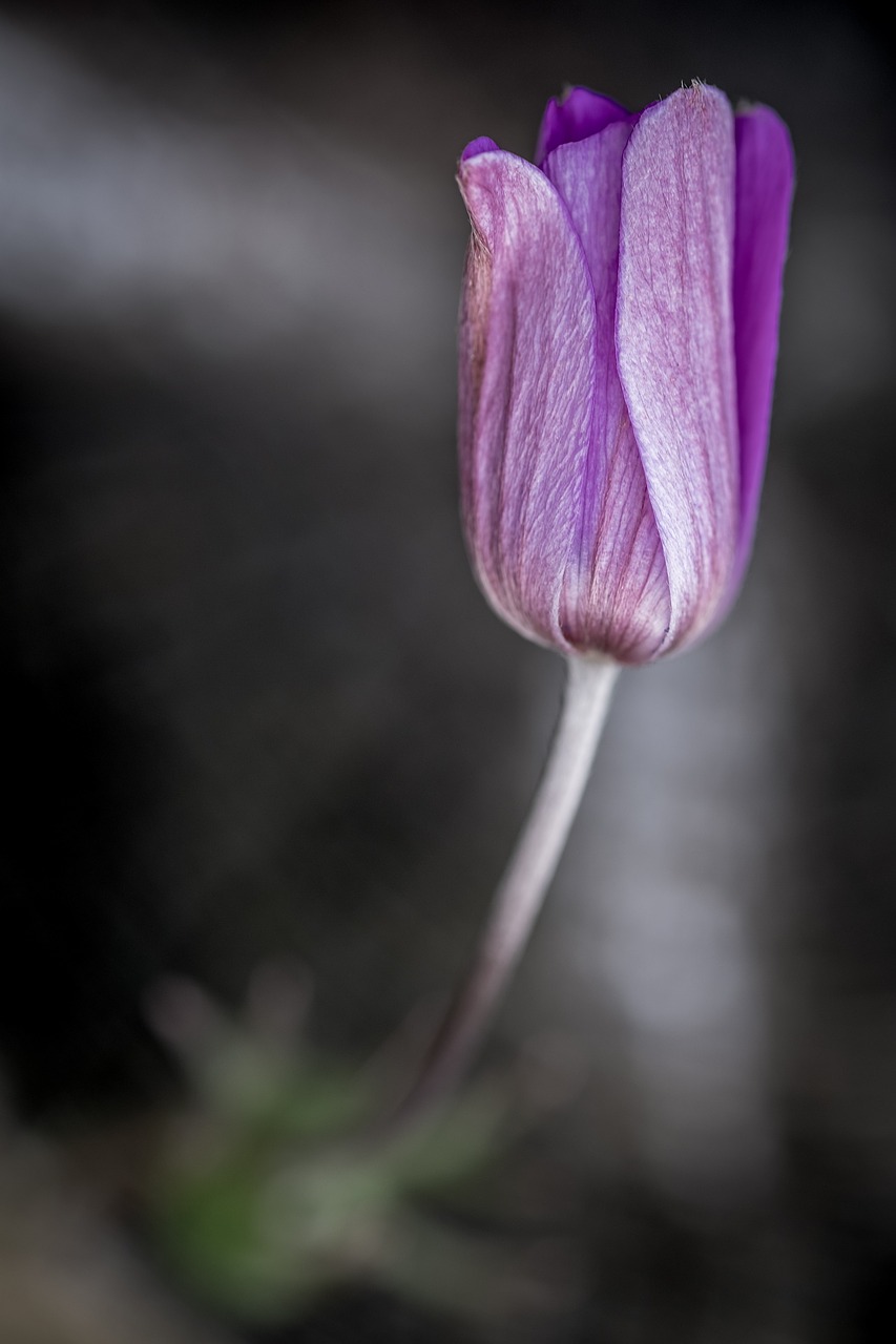 flower purple blossom free photo