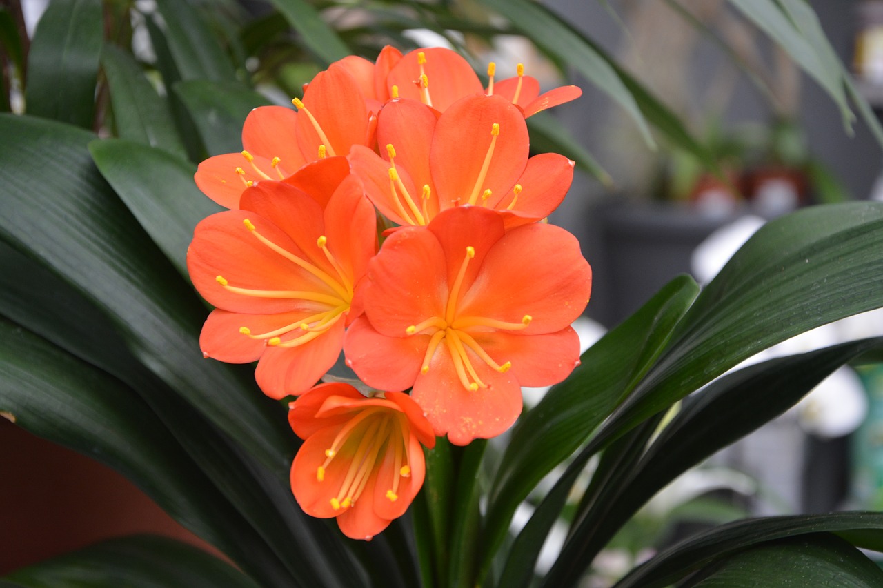 flower orange blossom plant free photo