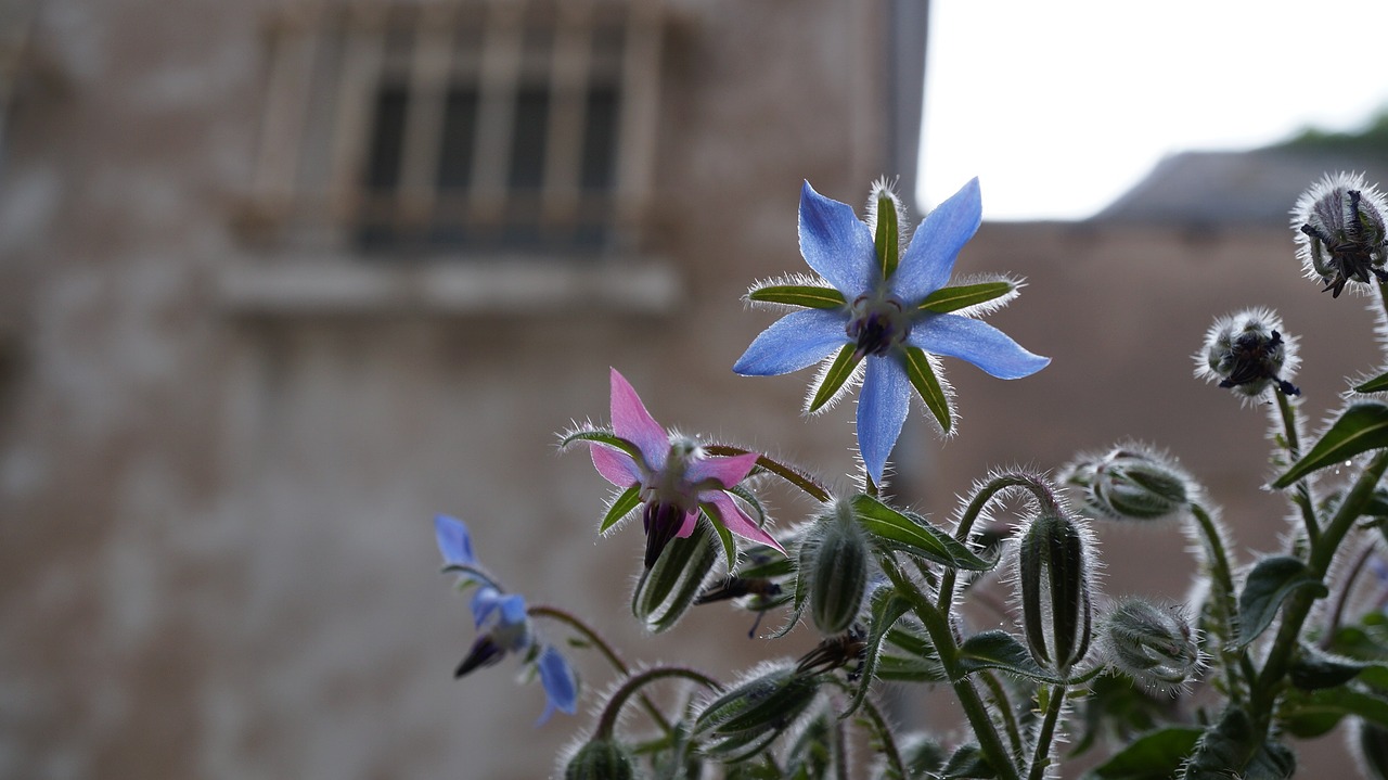 flower plant nature free photo