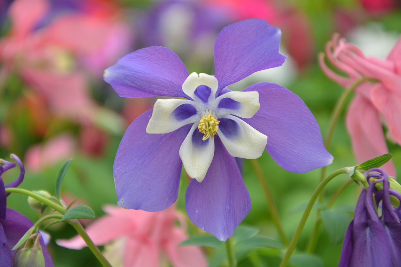 flower flower purple nature free photo