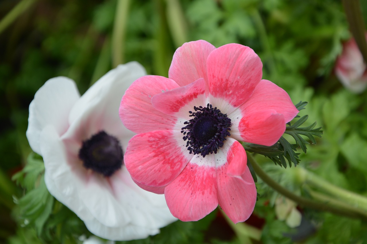 Anemone. Анемона ветреница. Анемона биколор. Анемона гибридная. Анемона алый.