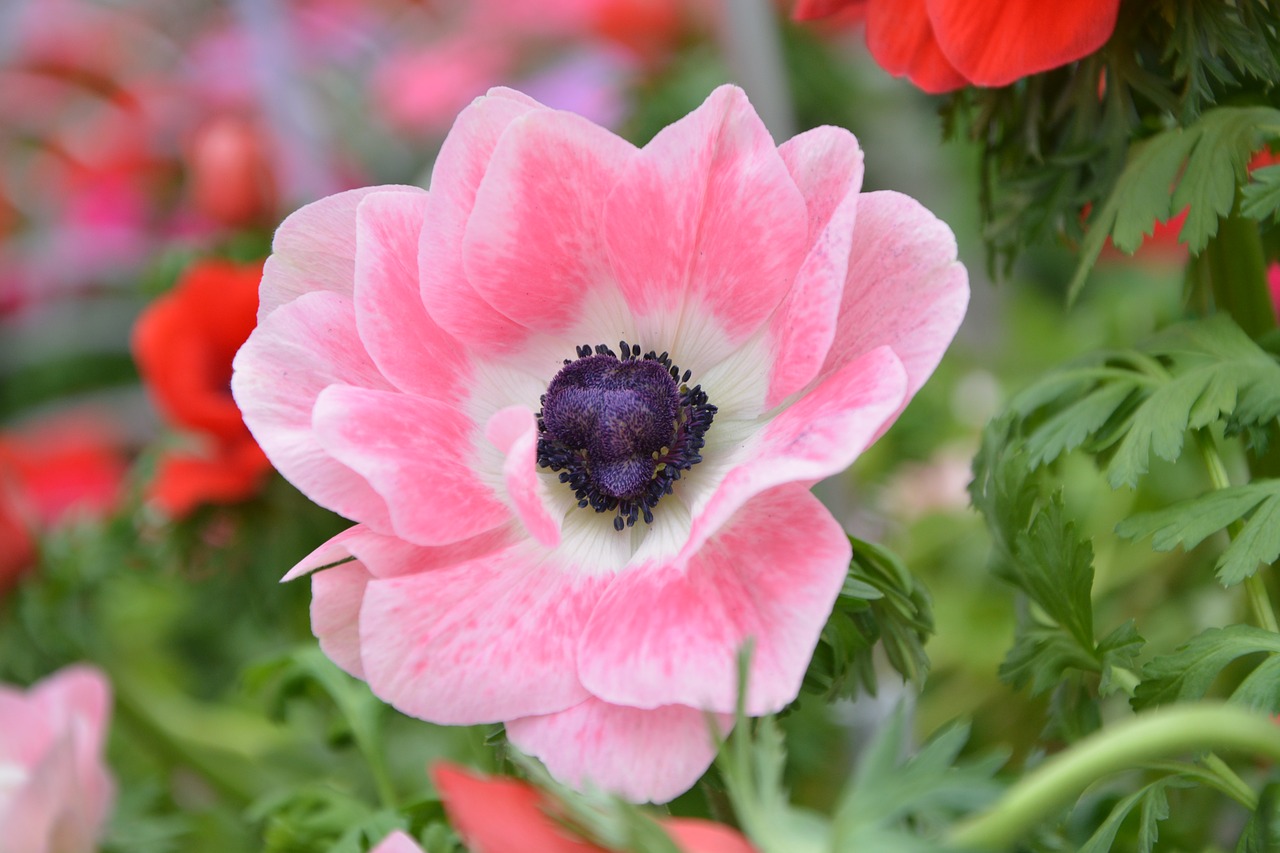 flower plant pink flower free photo