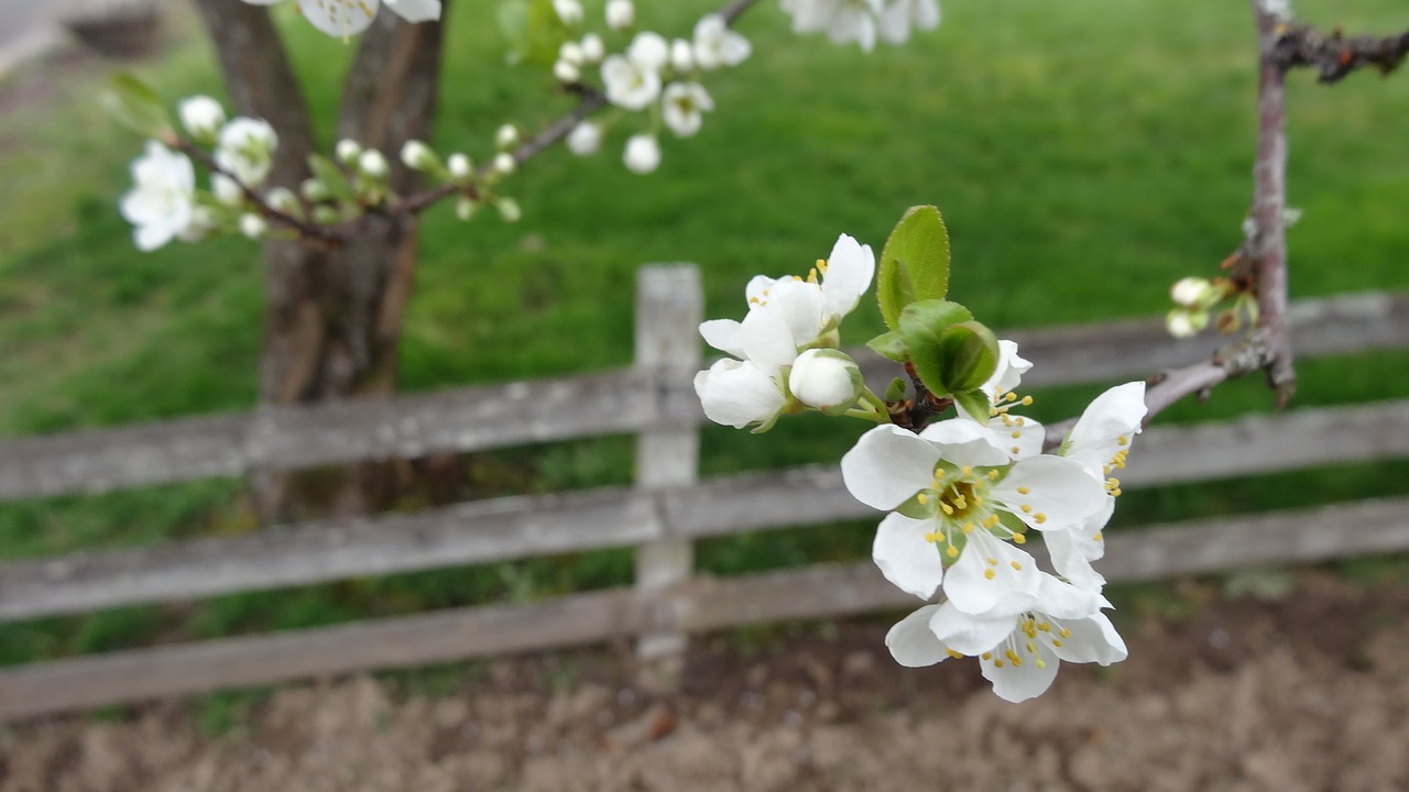 flower tree nature free photo