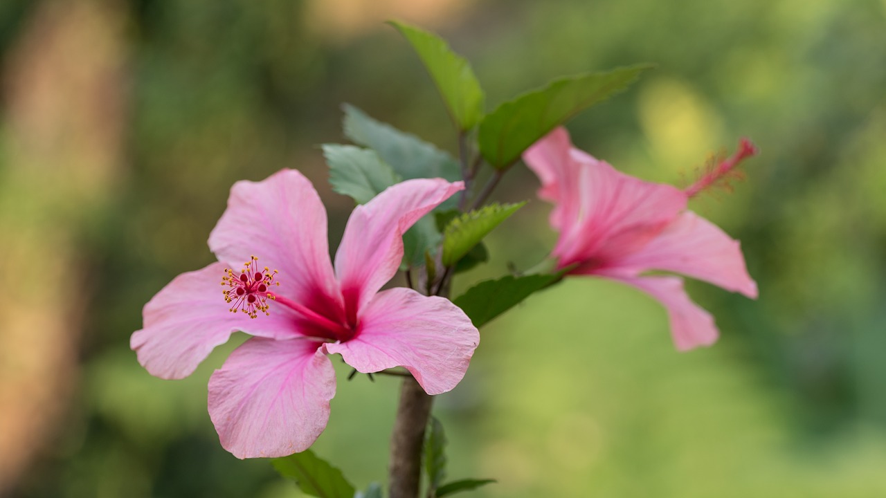 flower plant nature free photo