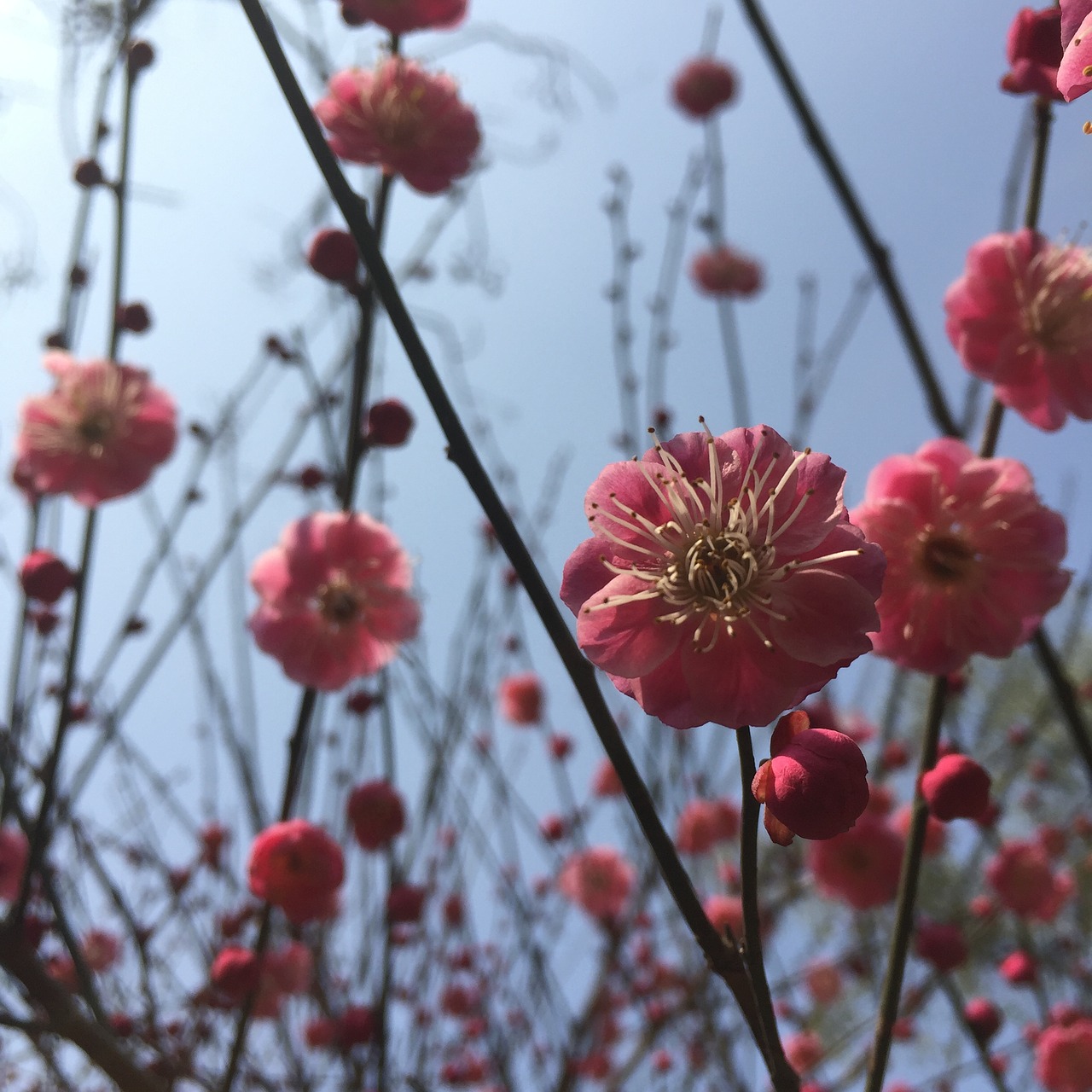 flower plant nature free photo