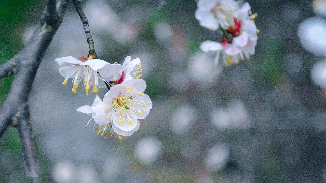 flower cherry wood plant free photo