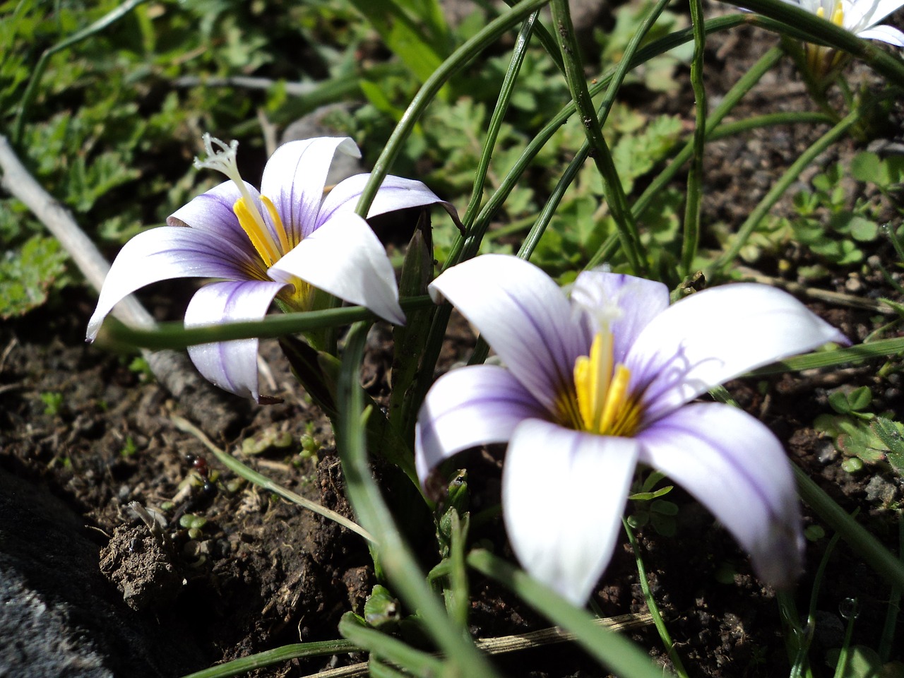 flower nature plant free photo