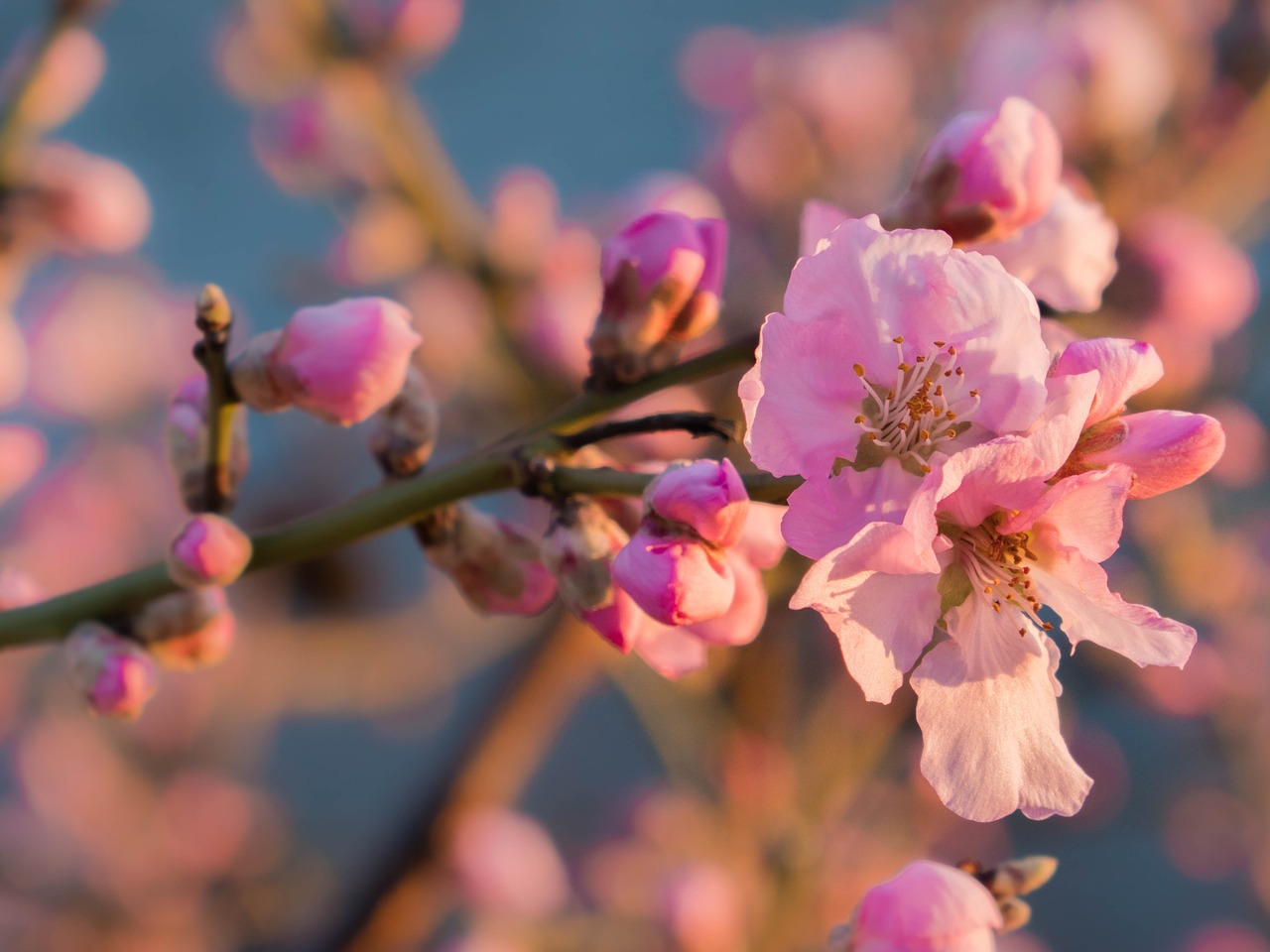 flower blossom bloom free photo