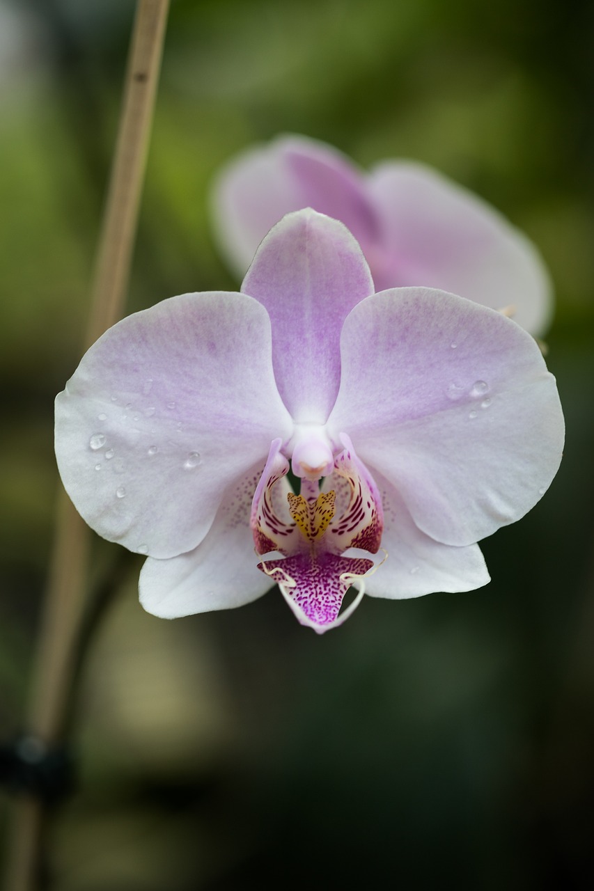 flower plant nature free photo