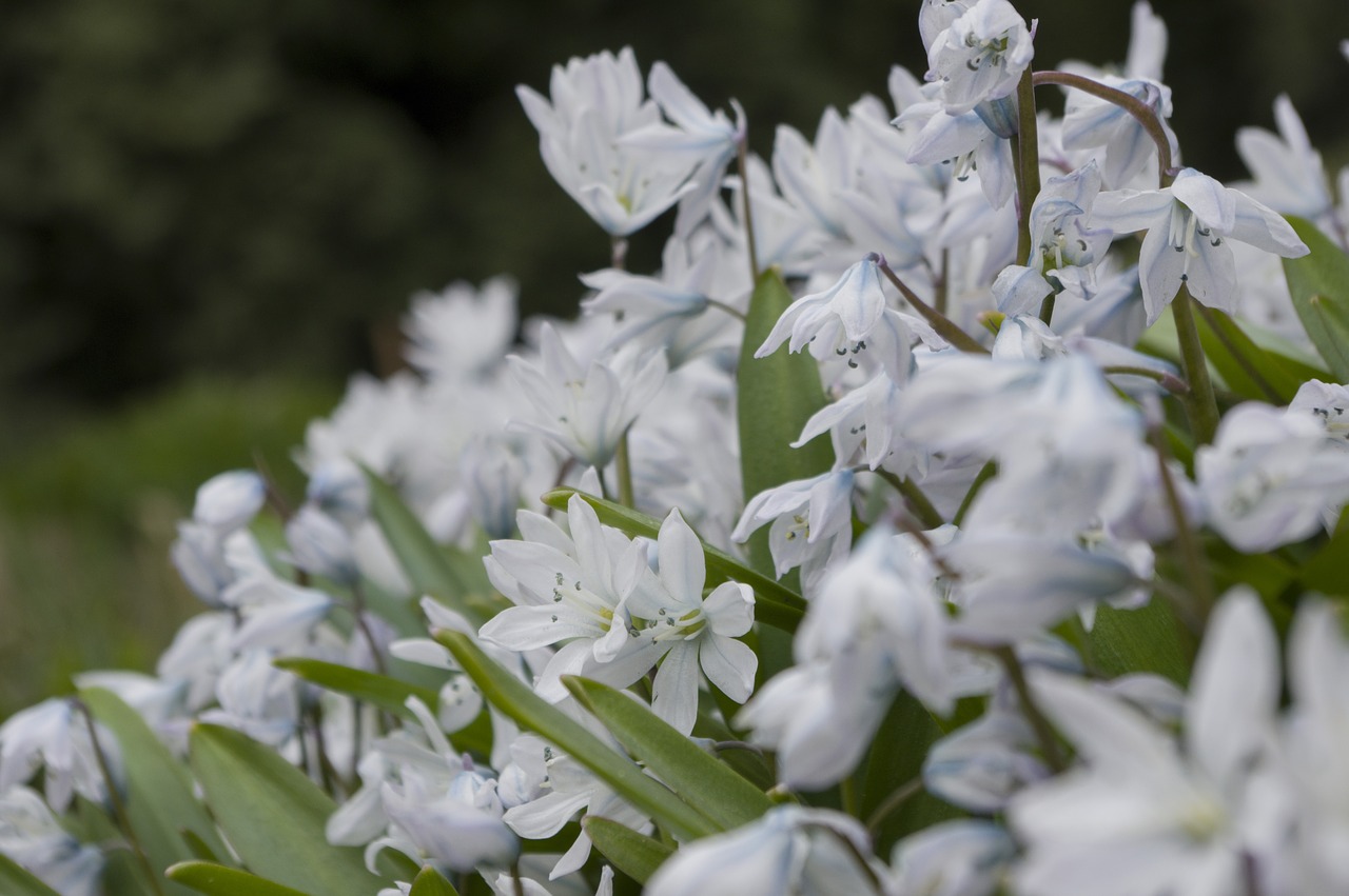 flower flora nature free photo