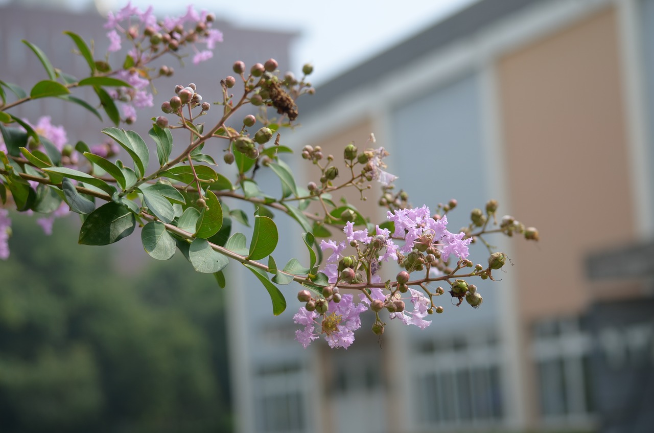 flower plant nature free photo