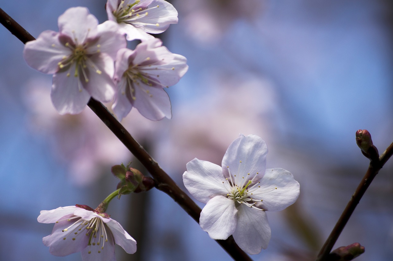 flower cherry branch free photo