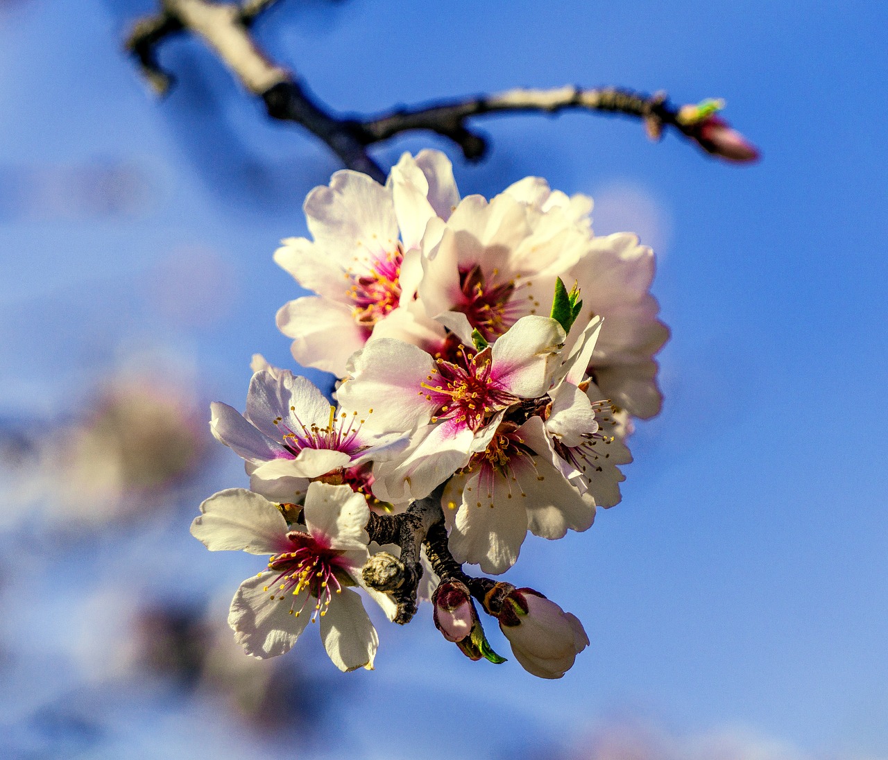 flower branch tree free photo