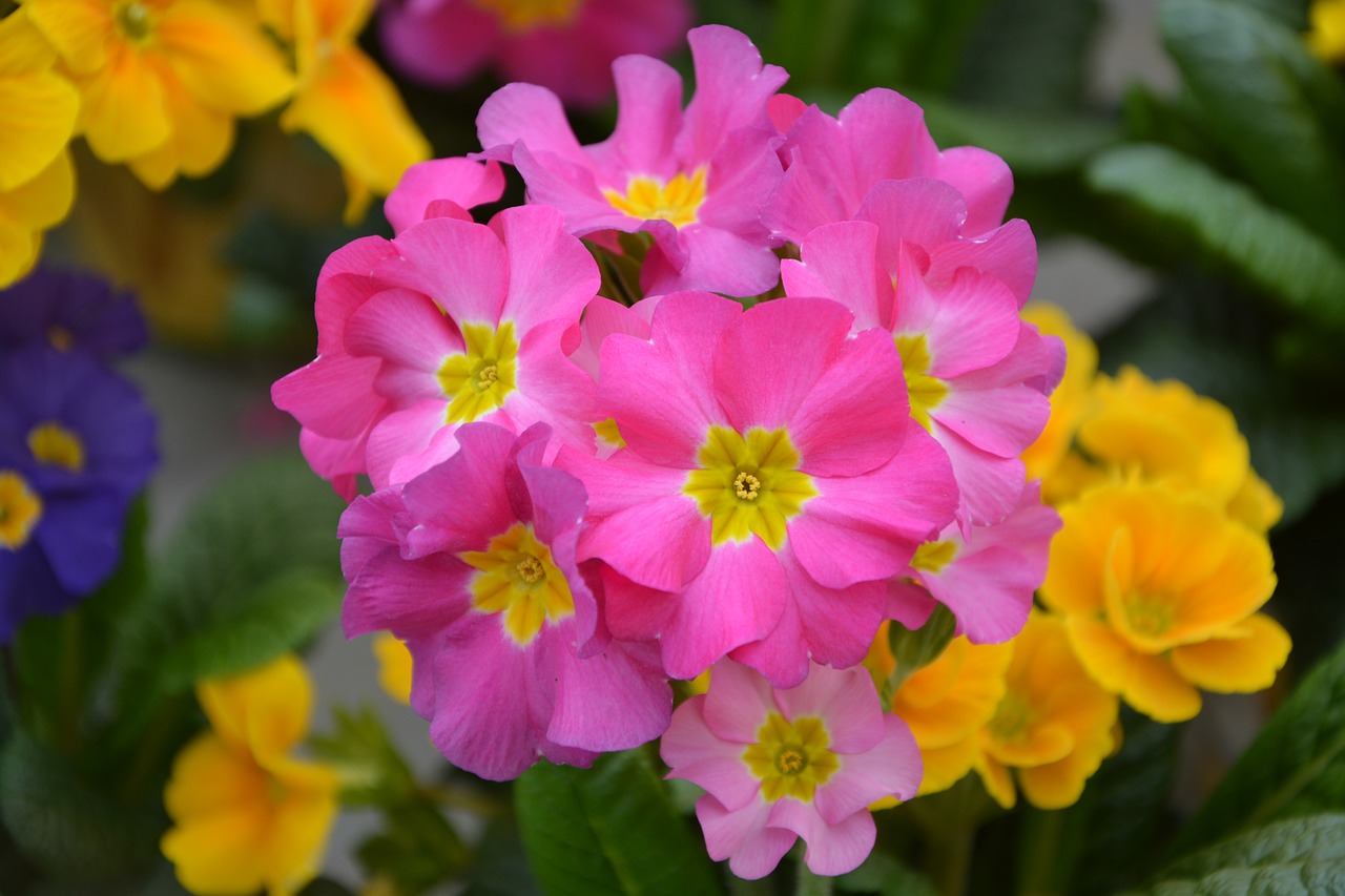 flower flowers primrose roses nature free photo