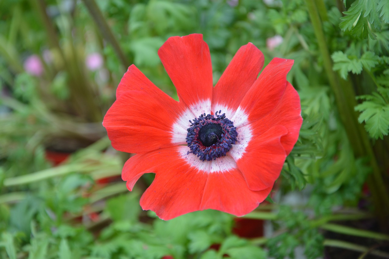 flower plant flower red anemone free photo