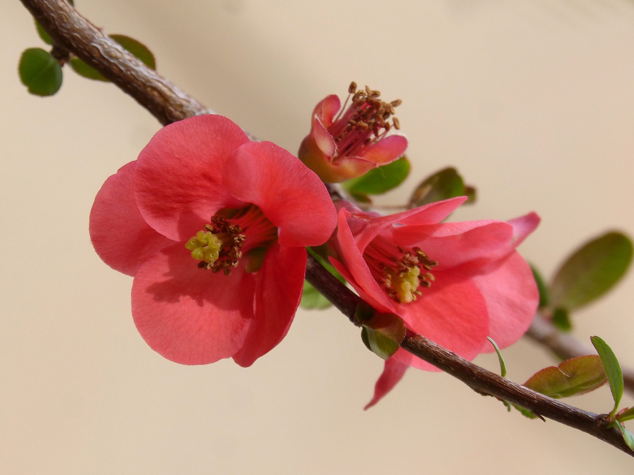 flower detail flowery branch free photo