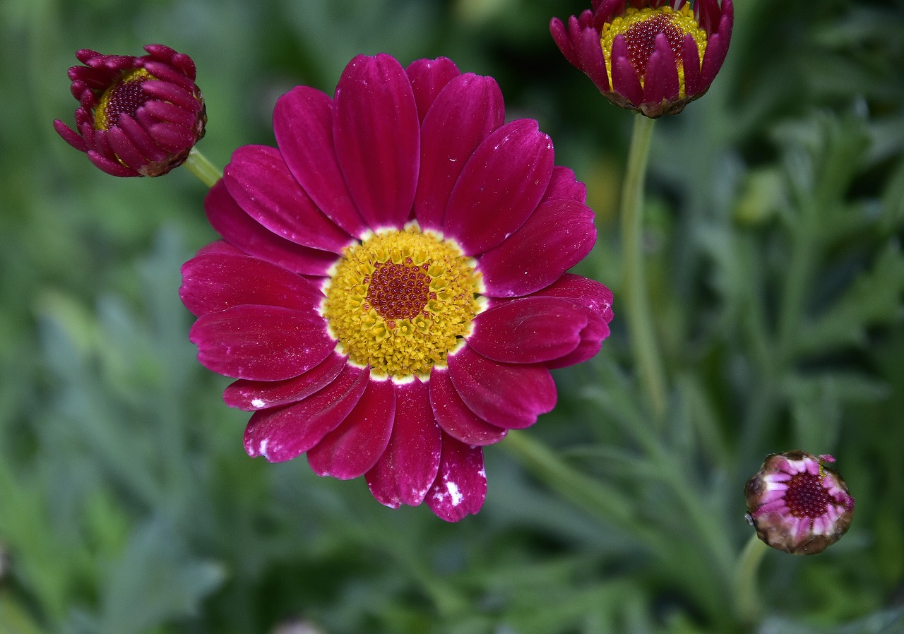 flower nature plant free photo