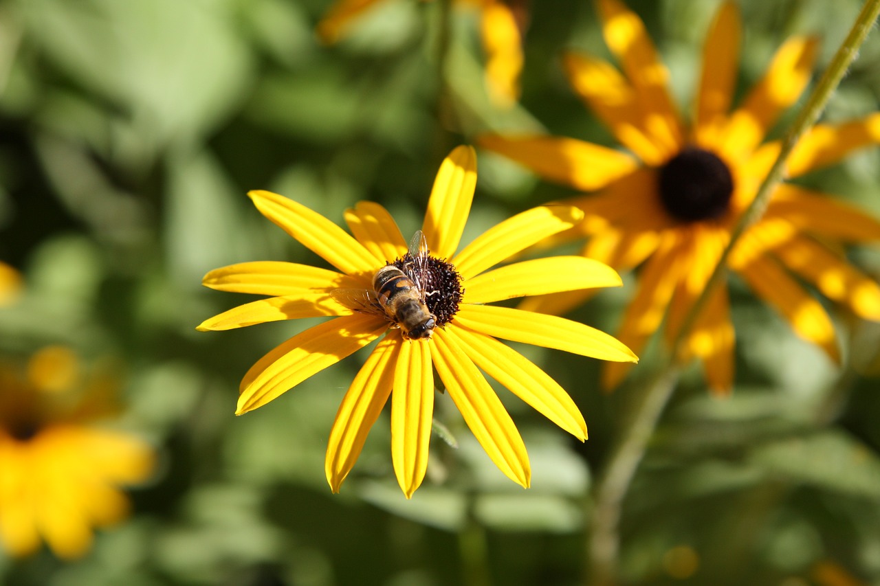 flower nature bee free photo