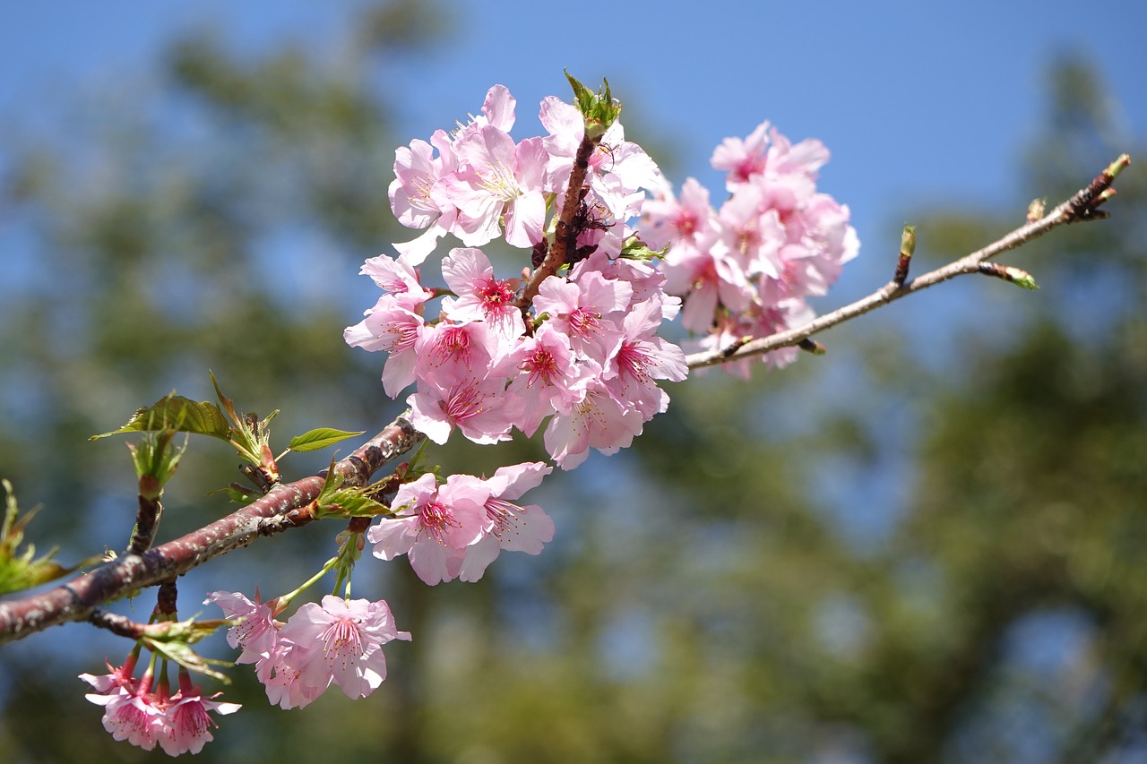 flower tree nature free photo