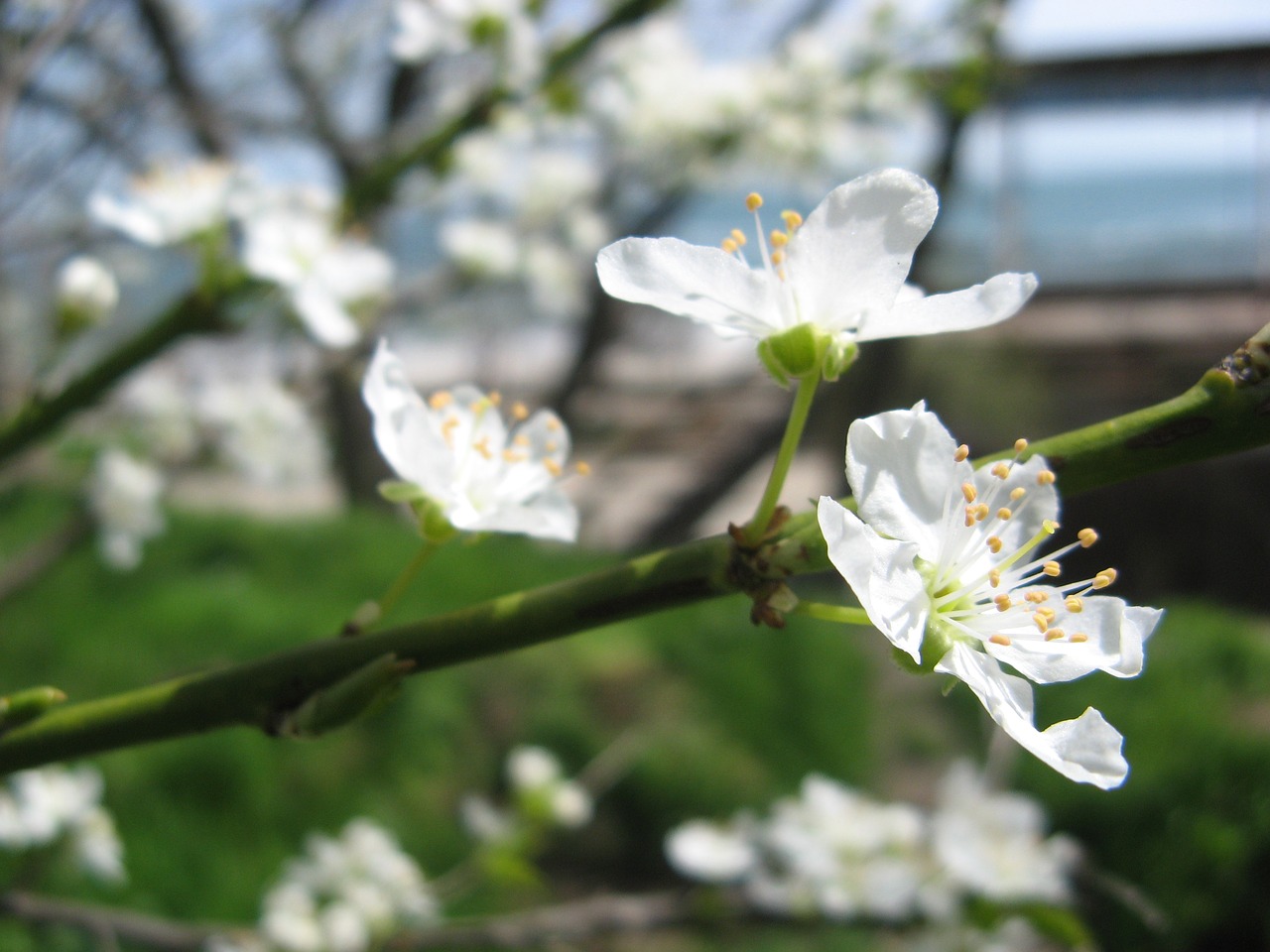 flower nature plant free photo