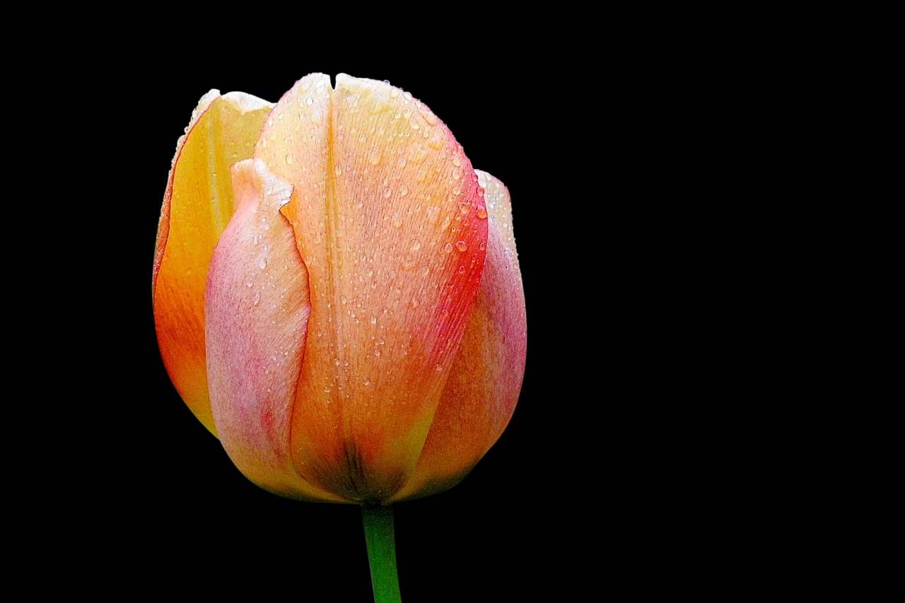 flower nature tulip free photo