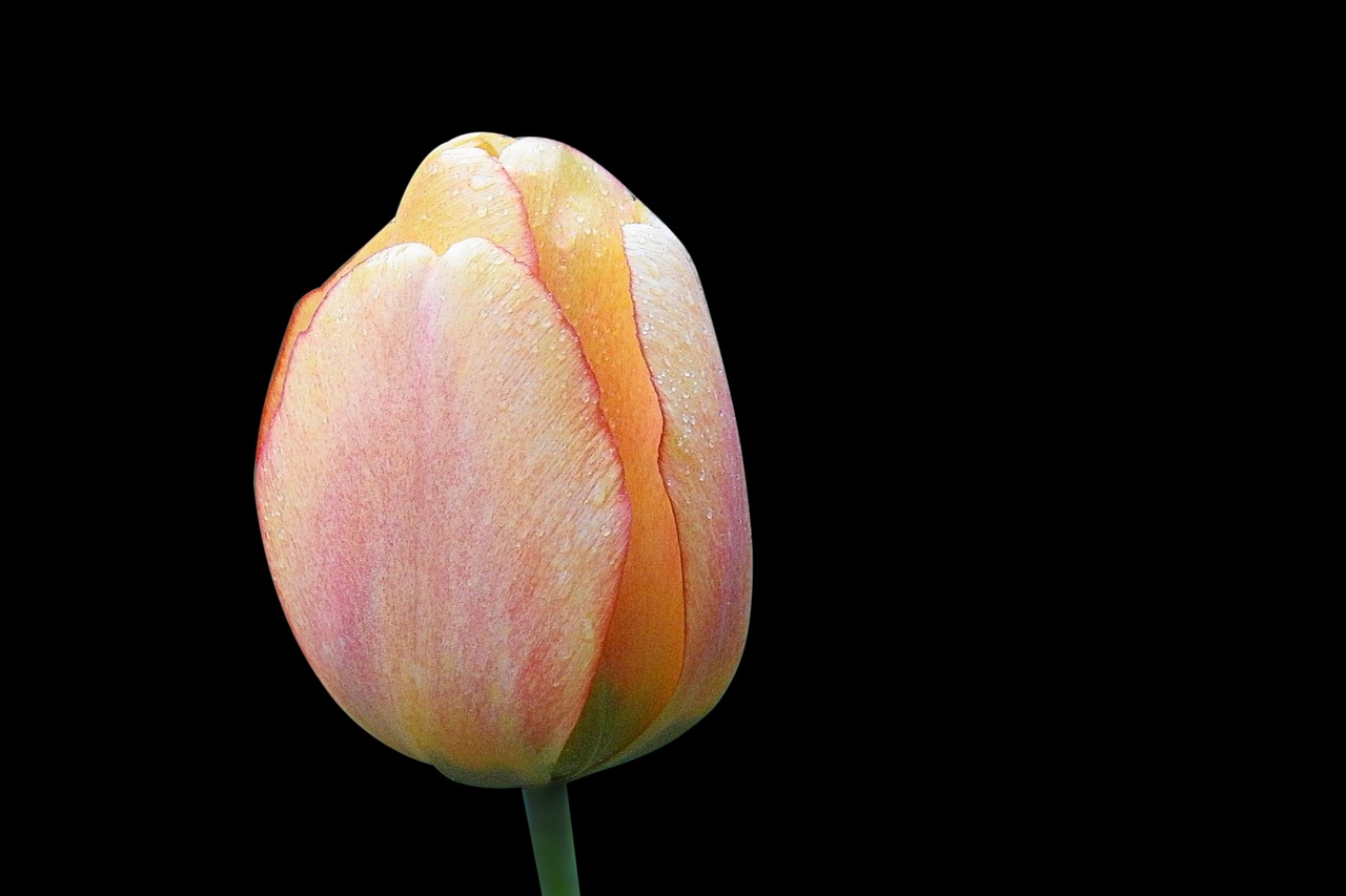 flower nature tulip free photo