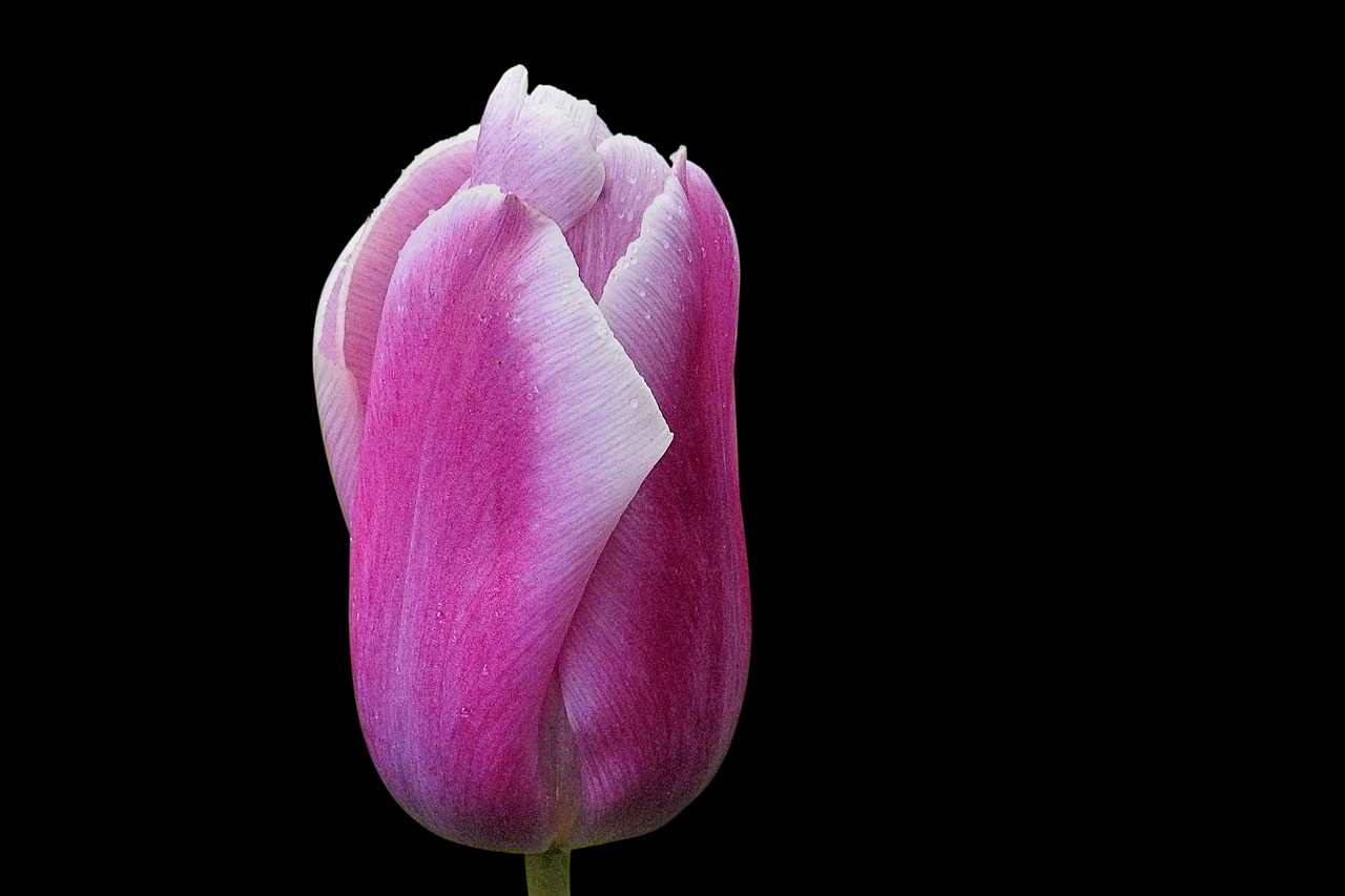 flower nature tulip free photo