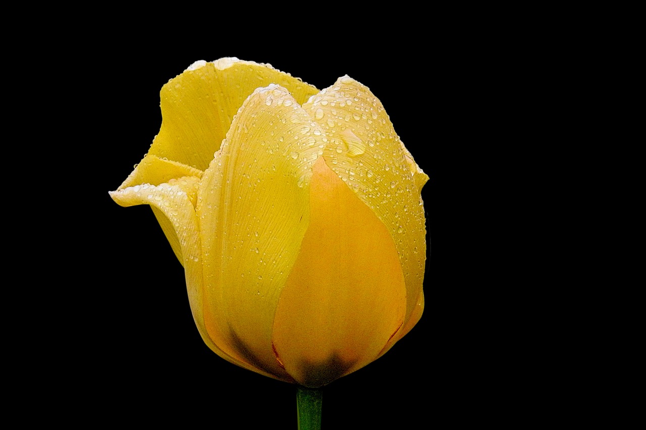 flower nature tulip free photo