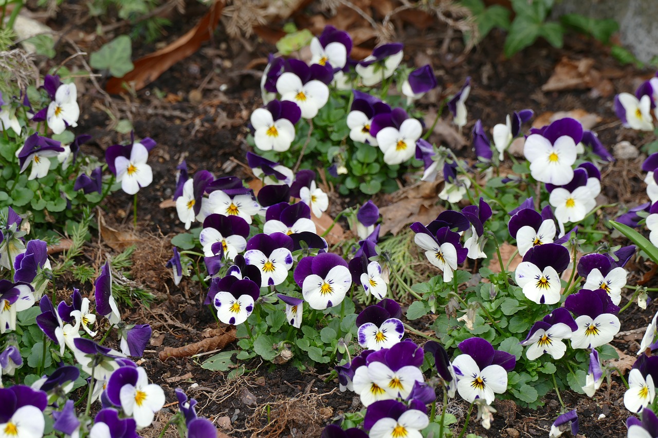 flower plant nature free photo