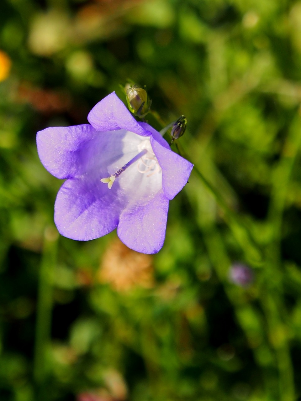 flower plant nature free photo