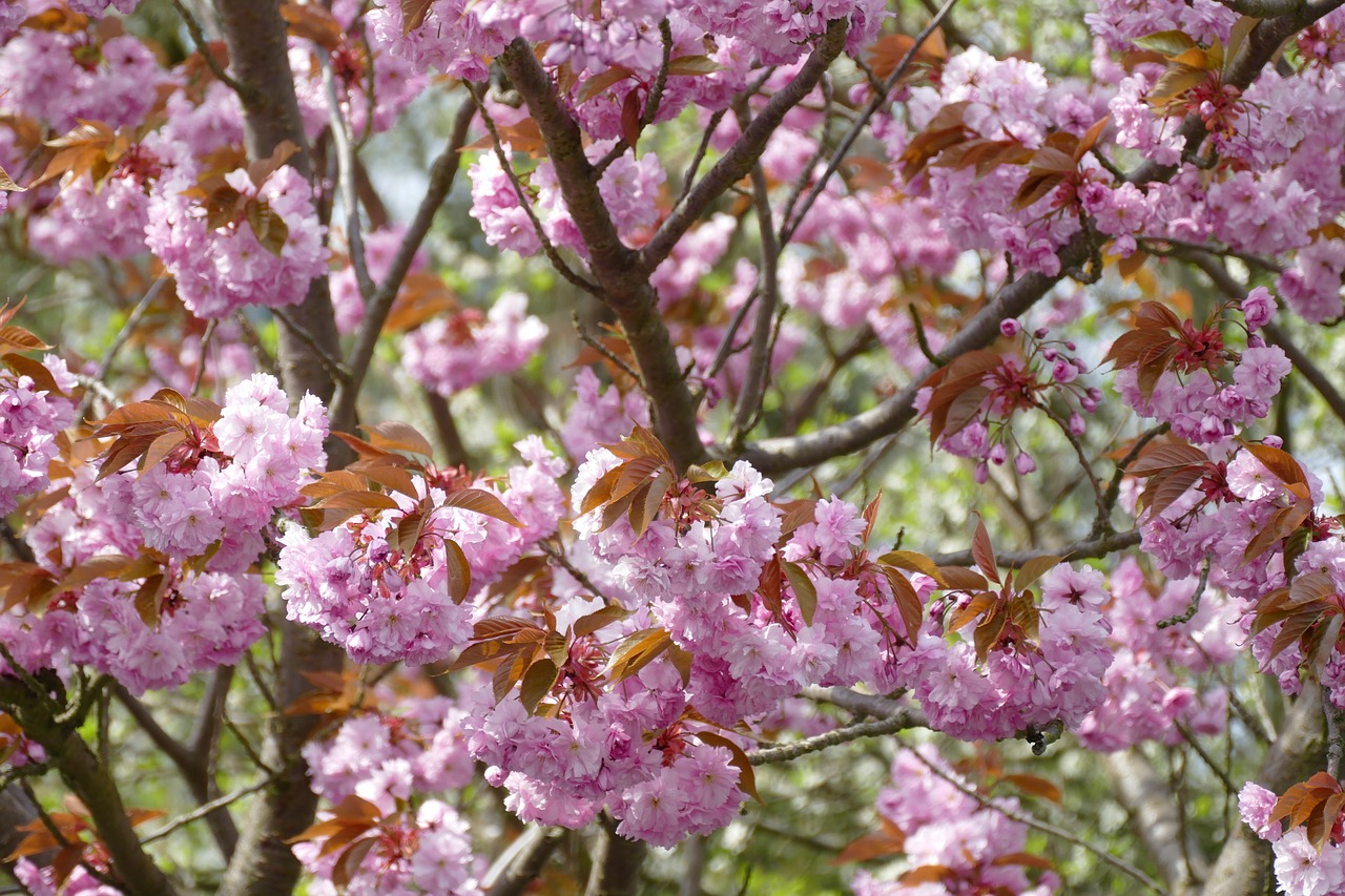 flower plant tree free photo