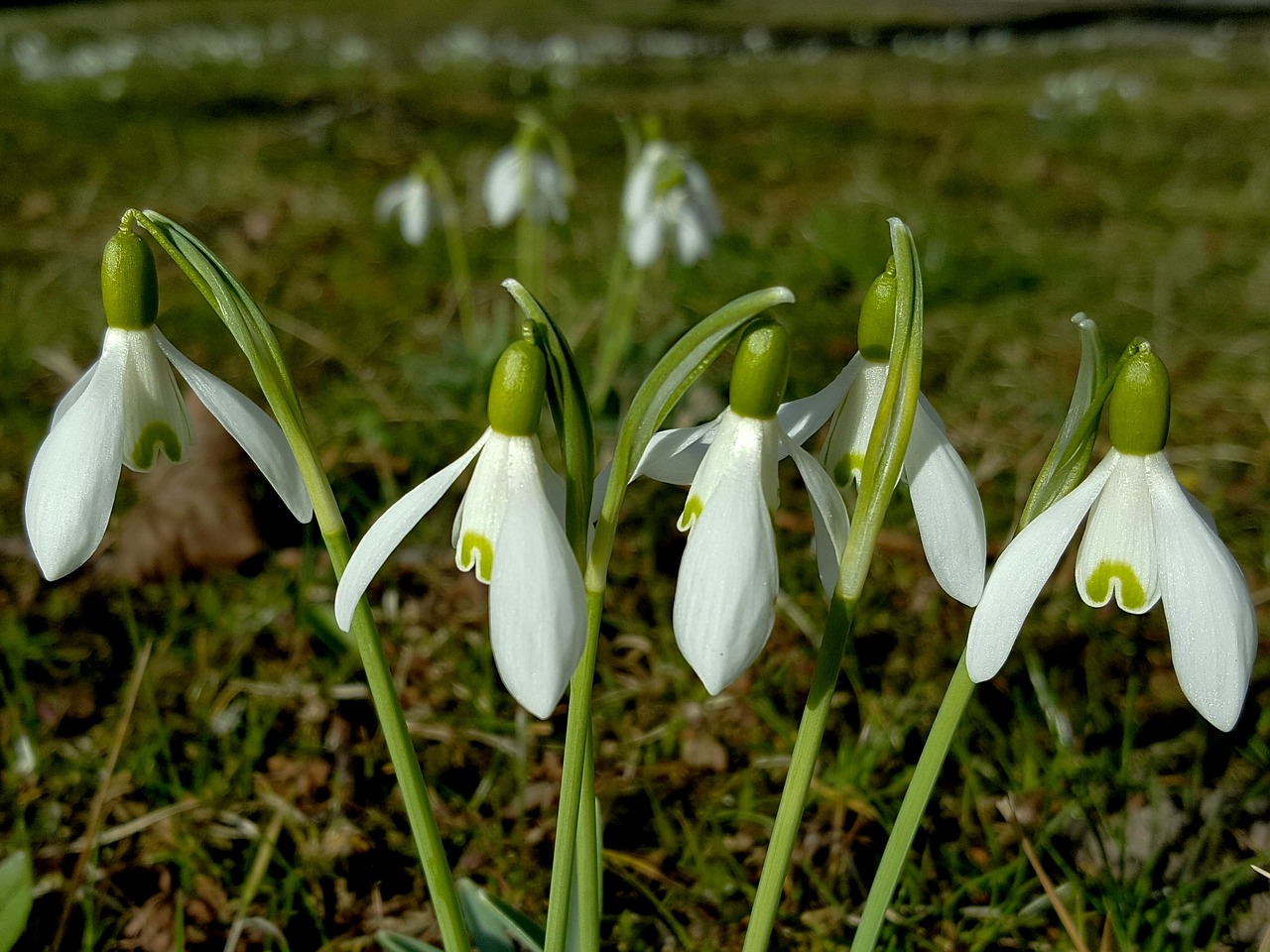 flower nature plant free photo