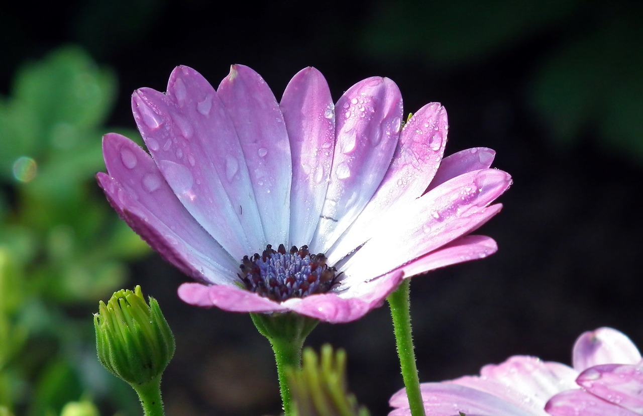 flower plant nature free photo