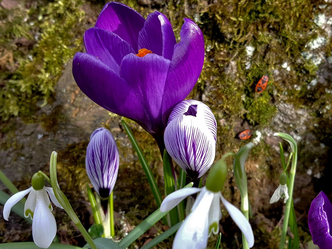 flower nature plant free photo