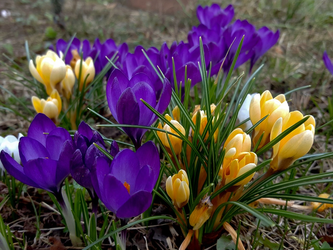 flower nature plant free photo