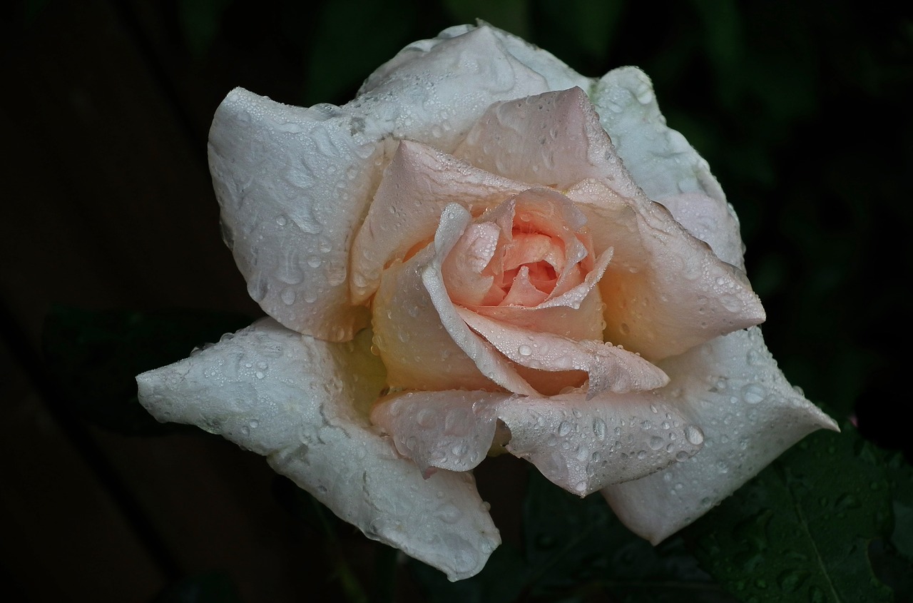 flower rose plant free photo