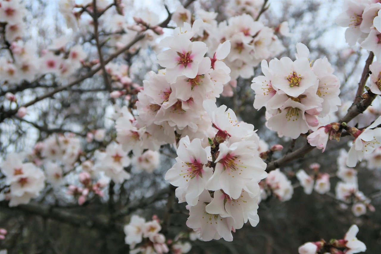 flower almond tree free photo