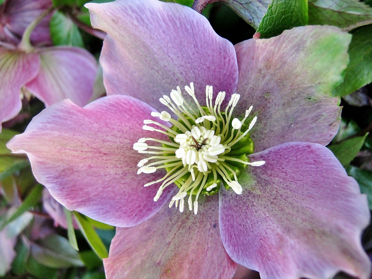 flower plant garden free photo