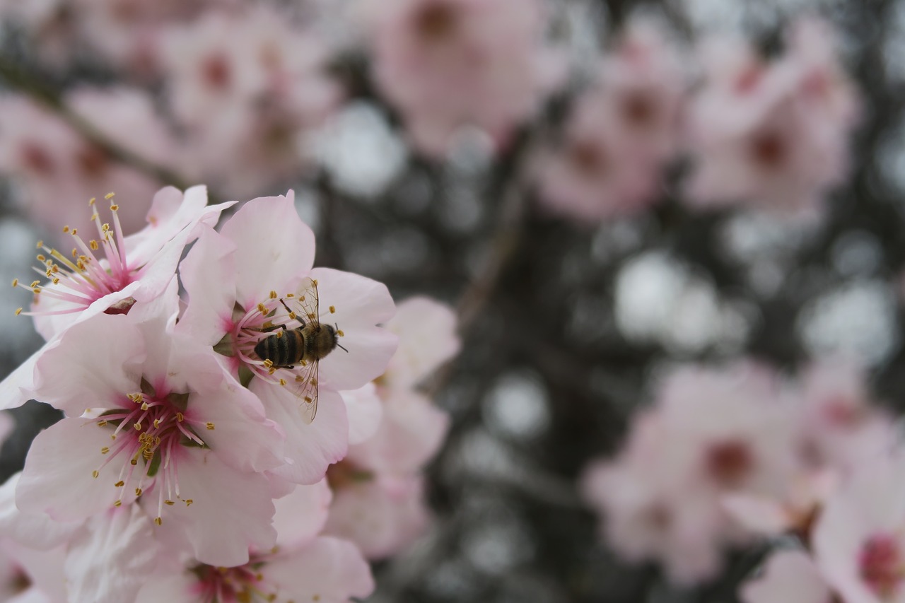 flower almond tree free photo