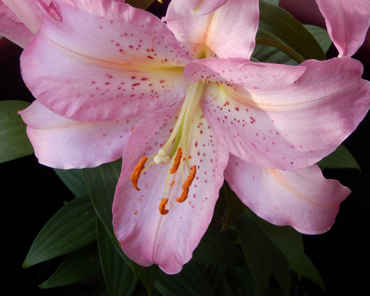 flower lily flora free photo