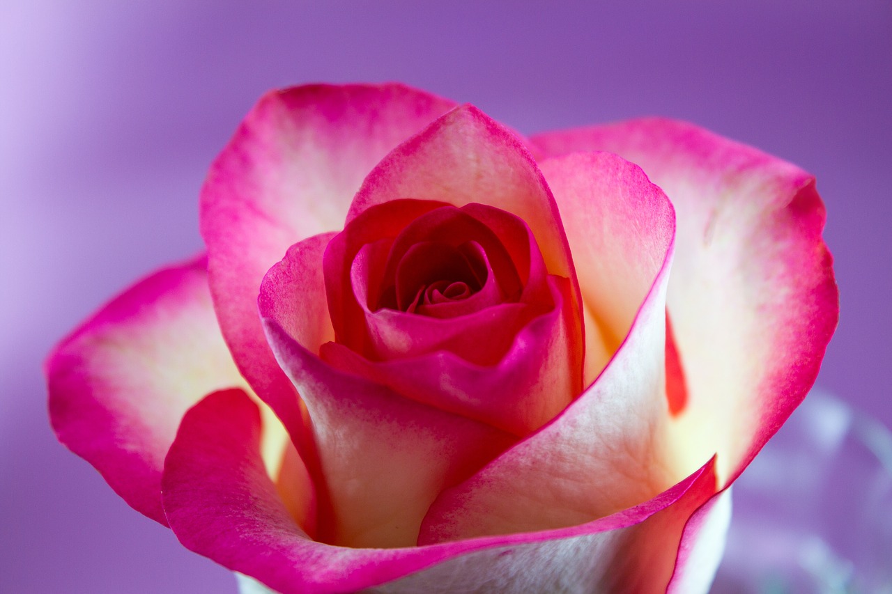 flower rose love free photo