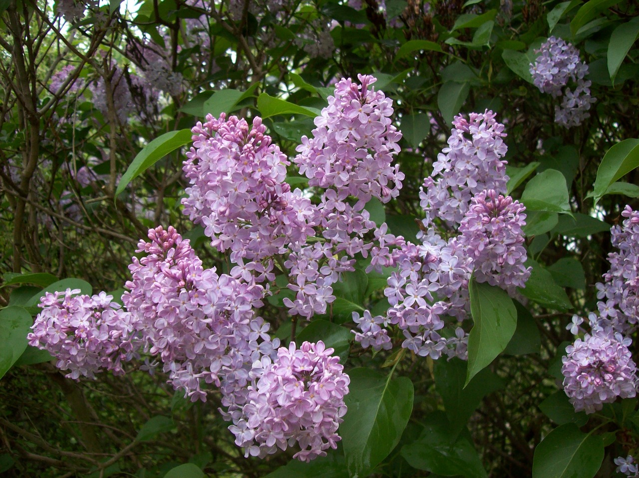 flower lilac purple garden free photo