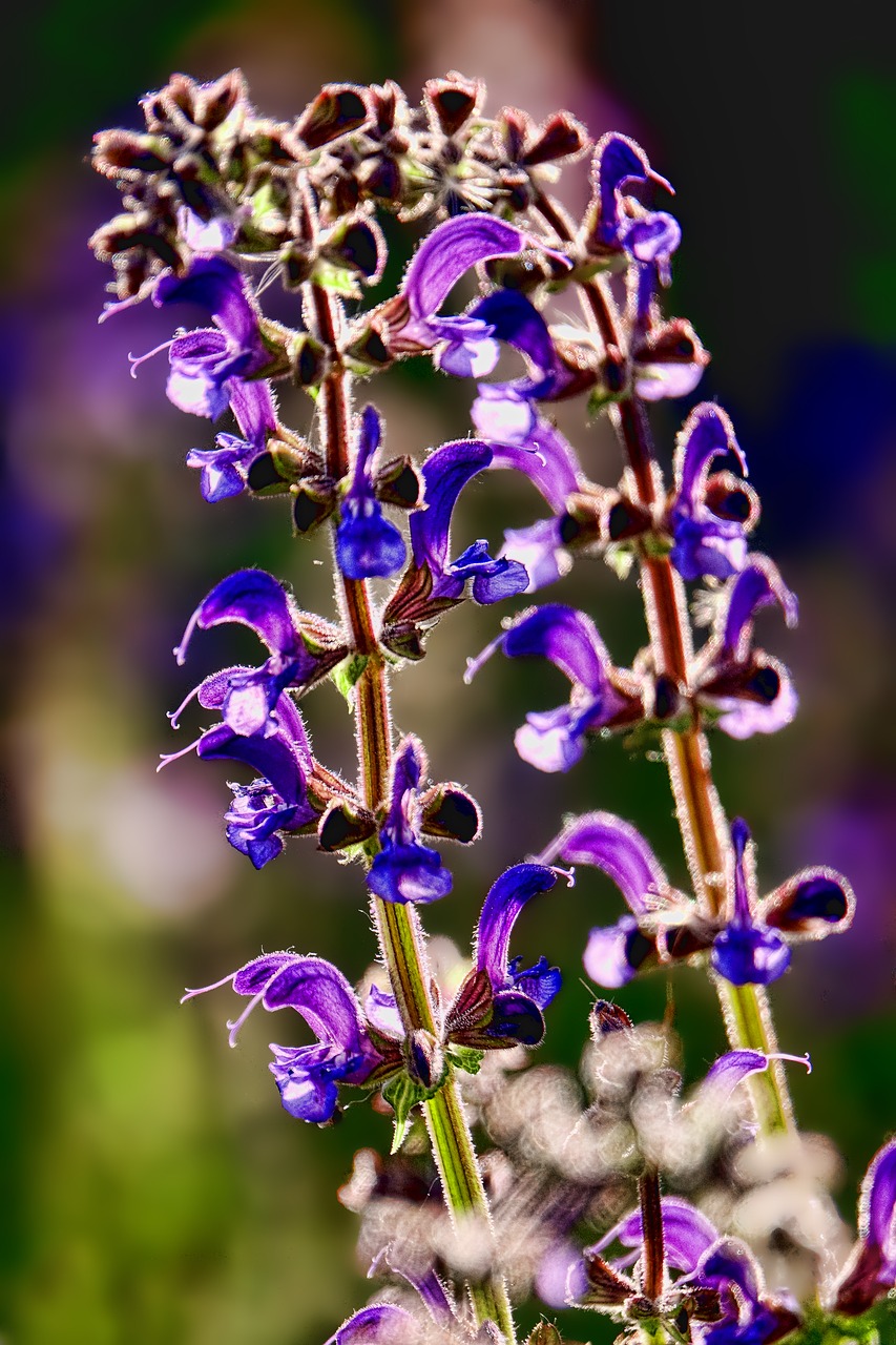 flower nature back light free photo