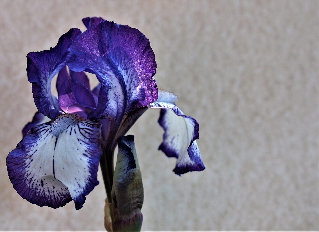 flower nature iris free photo