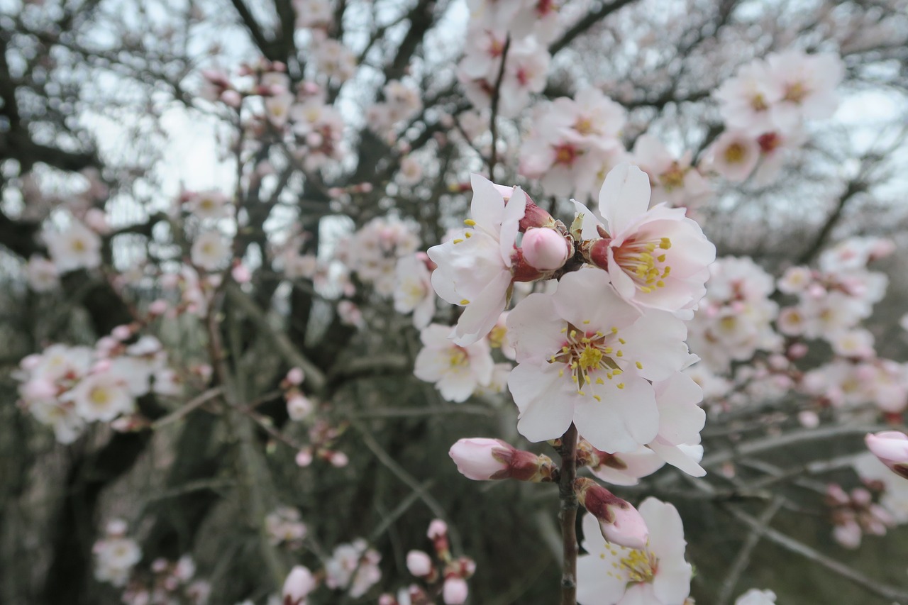 flower almond tree free photo