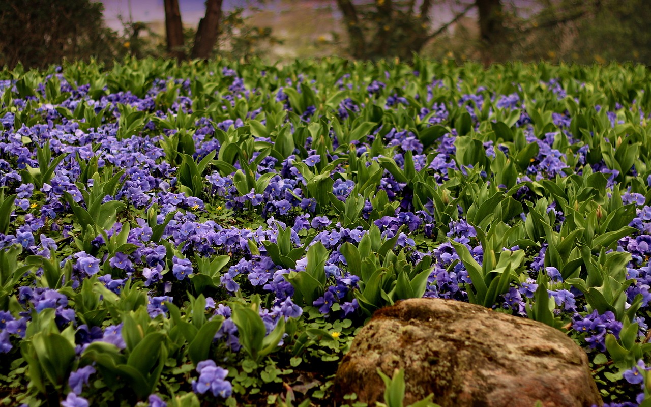 flower nature flora free photo